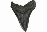 Fossil Megalodon Tooth - South Carolina #165410-2